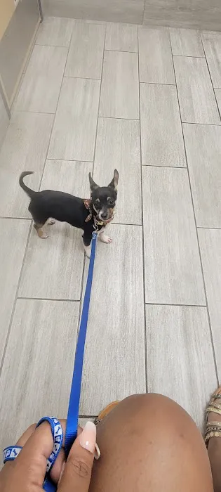 First Coast Vets Affordable Animal Hospital 3
