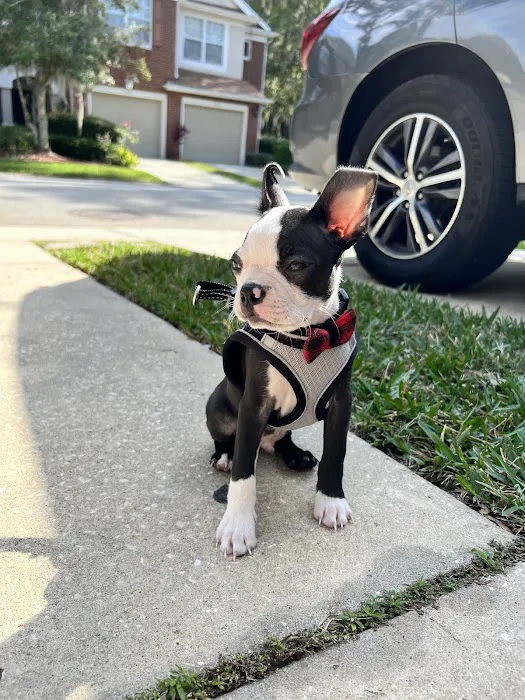 First Coast Vets Affordable Animal Hospital 4