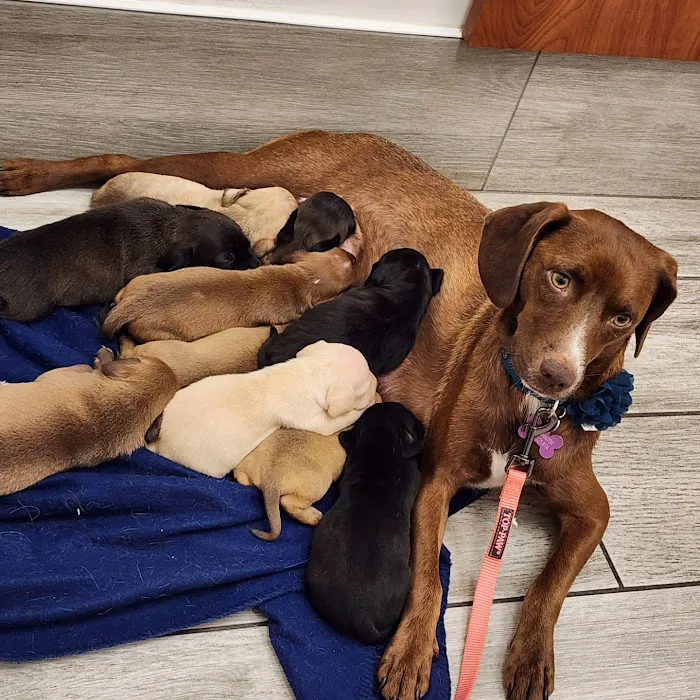 First Coast Vets Affordable Animal Hospital 5