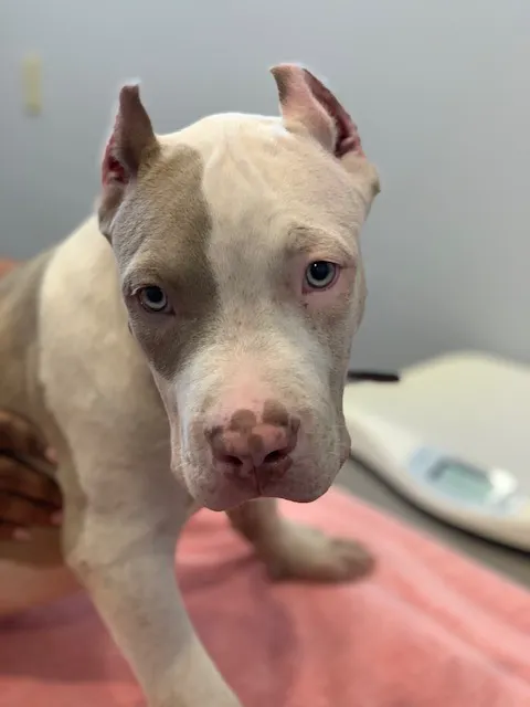 Arlington Animal Hospital 1