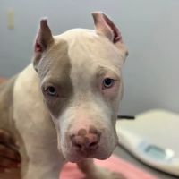 Arlington Animal Hospital ico