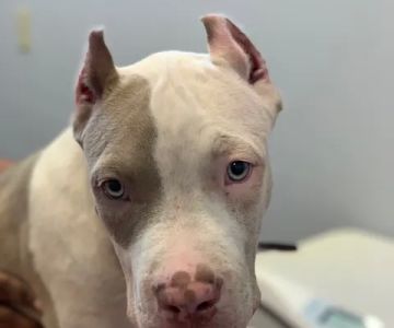 Arlington Animal Hospital
