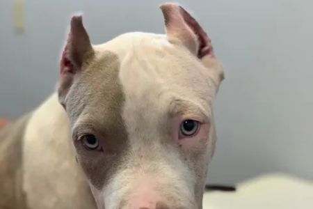 Arlington Animal Hospital