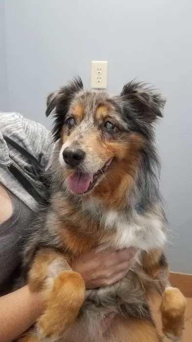 Arlington Animal Hospital 4