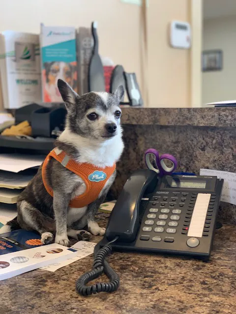 Arlington Animal Hospital 2