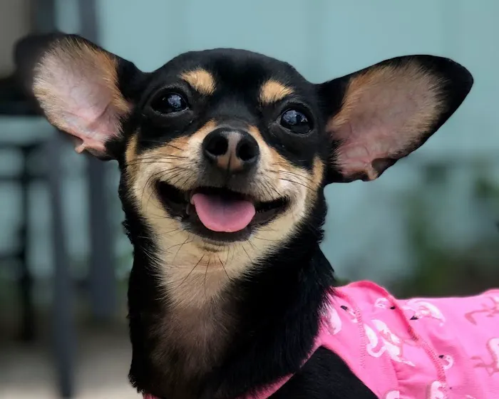 Arlington Animal Hospital 6