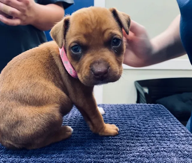 Arlington Animal Hospital 9