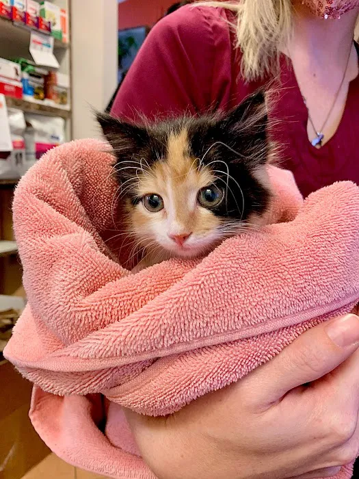 Arlington Animal Hospital 7
