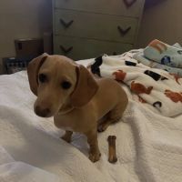 Banfield Pet Hospital ico