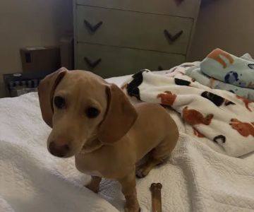 Banfield Pet Hospital