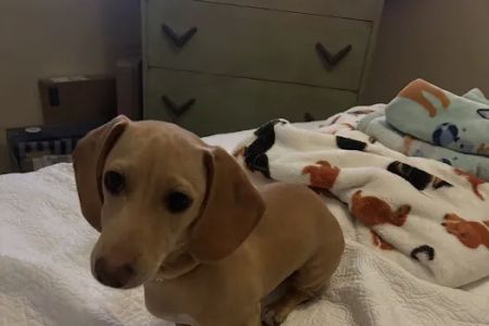 Banfield Pet Hospital