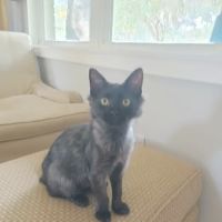 Vetco Vaccination Clinic ico