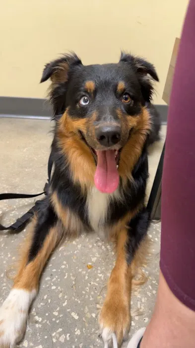 Vetco Total Care Animal Hospital 12