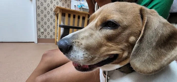 Coastal Veterinary Hospital & Pet Resort 4