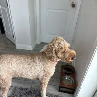 Care Pet Animal Hospital ico