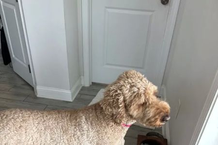 Care Pet Animal Hospital