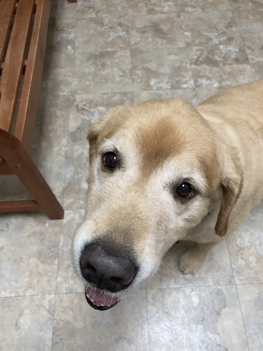 Care Pet Animal Hospital 12