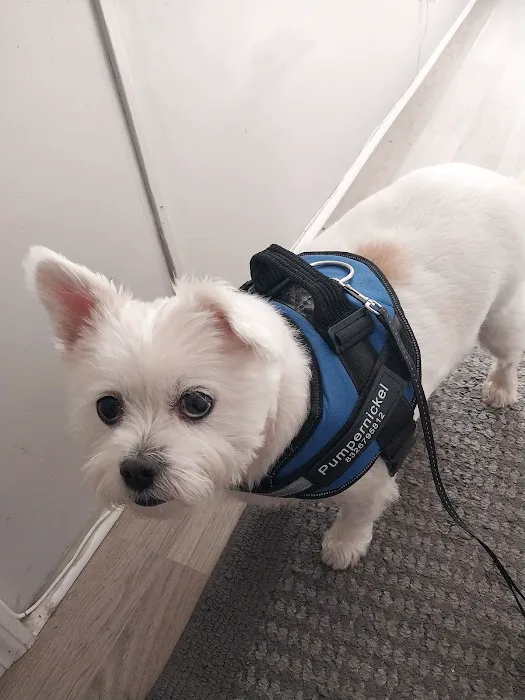 Care Pet Animal Hospital 12