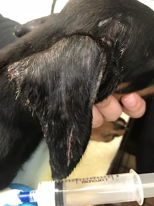 Care Pet Animal Hospital 12