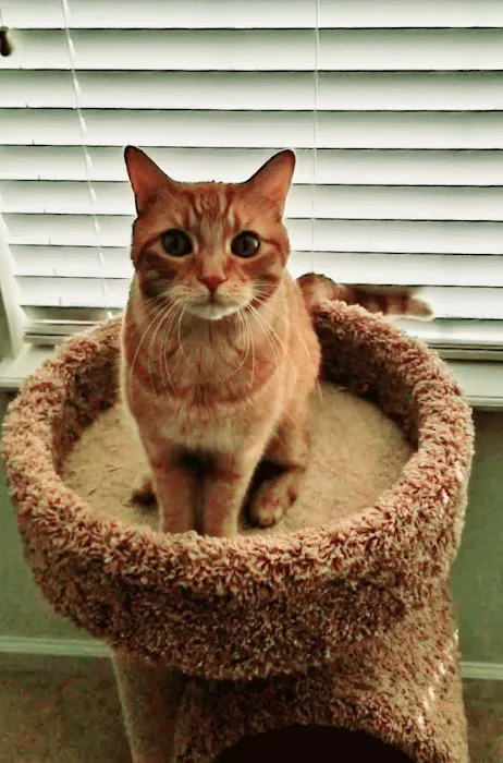 Care Pet Animal Hospital 12