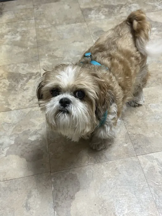 Care Pet Animal Hospital 12