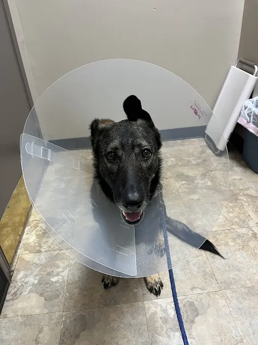 Care Pet Animal Hospital 12