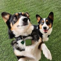 Forever Vets Animal Hospital of Jacksonville Beach ico