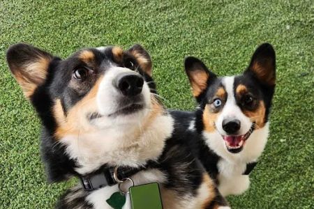 Forever Vets Animal Hospital of Jacksonville Beach