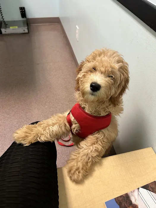 Forever Vets Animal Hospital of Jacksonville Beach 4