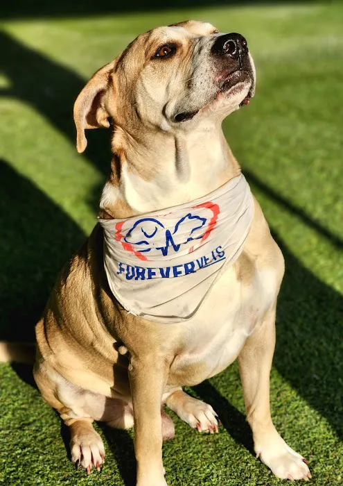 Forever Vets Animal Hospital of Jacksonville Beach 7