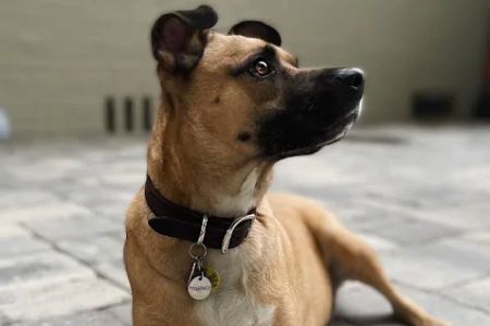 San Pablo Animal Hospital