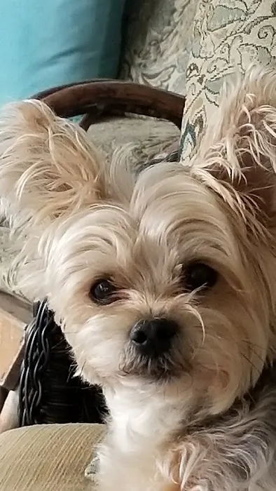 San Pablo Animal Hospital 6