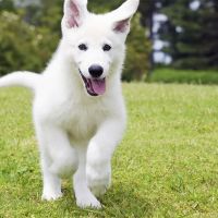 Harbour Place Animal Clinic ico