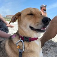 Pablo River Veterinary ico
