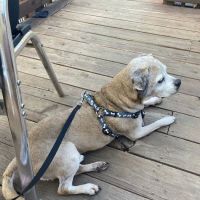 Monument Road Animal Hospital ico