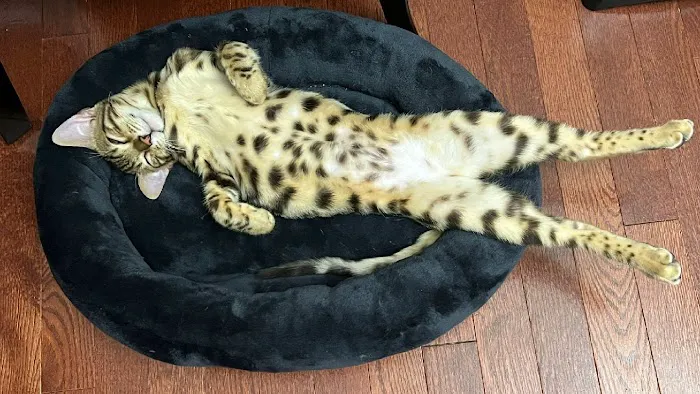 Brooklyn Bengals 12