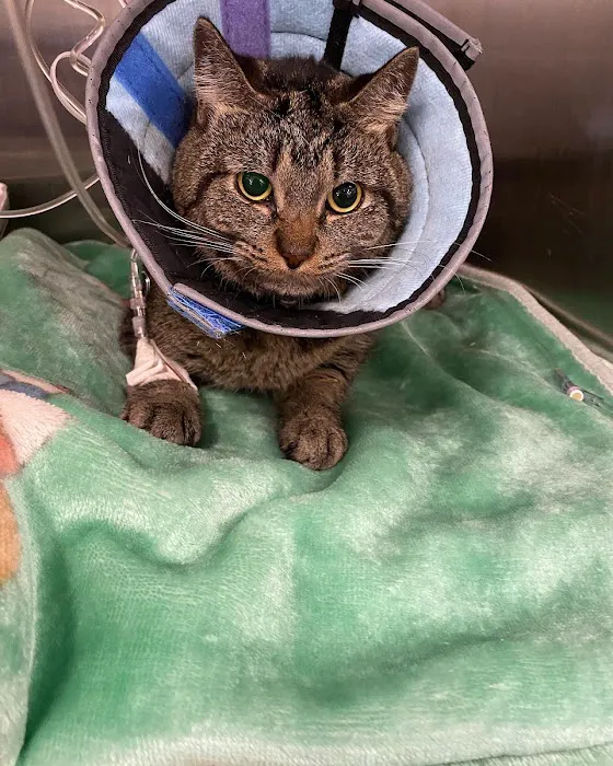BluePearl Pet Hospital 5