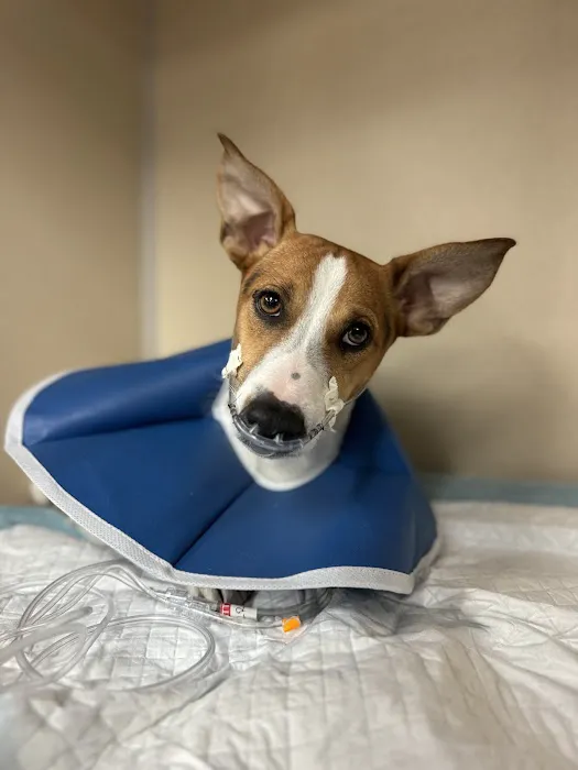 BluePearl Pet Hospital 1