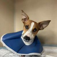 BluePearl Pet Hospital ico
