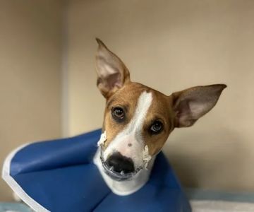 BluePearl Pet Hospital