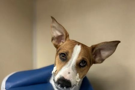 BluePearl Pet Hospital