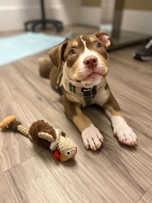 Heart of Chelsea Veterinary Group - Park Slope 5