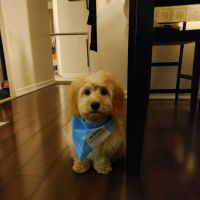 Vetco Vaccination Clinic ico