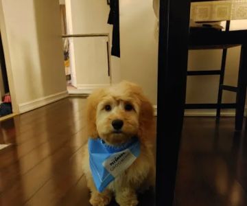 Vetco Vaccination Clinic