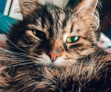 Crown Heights Animal Hospital