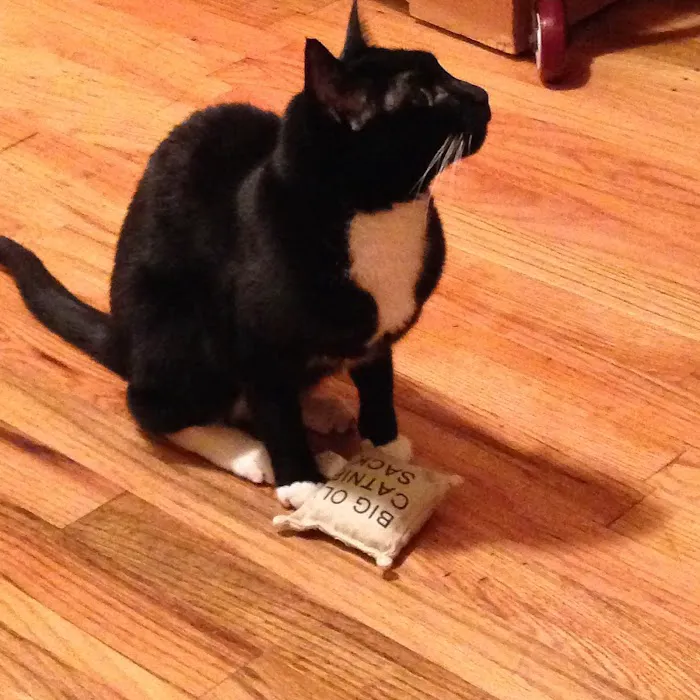 Crown Heights Animal Hospital 4