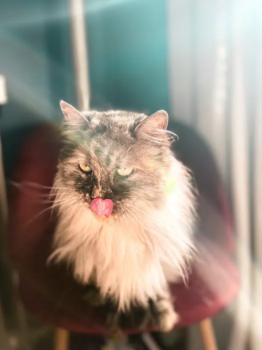Crown Heights Animal Hospital 6