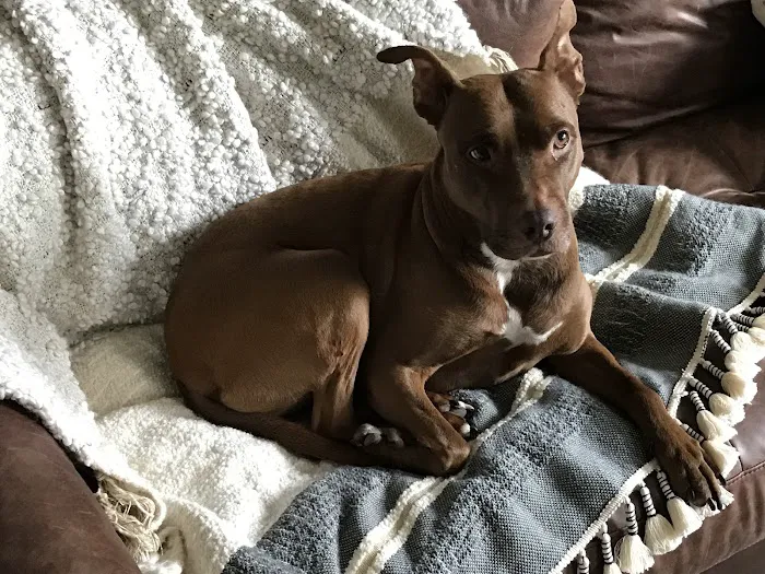Crown Heights Animal Hospital 7