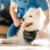 GoodVets Brooklyn Heights ico