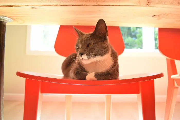 Heights and Hill Veterinary Hospital 3